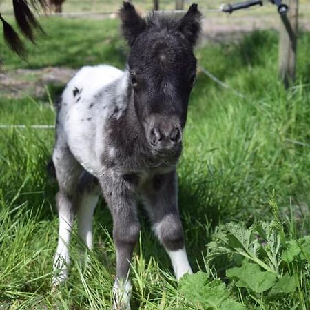 B&B Hoeve Dijkstal Logeren Op De Boerderij Sint Maarten Zewnętrze zdjęcie