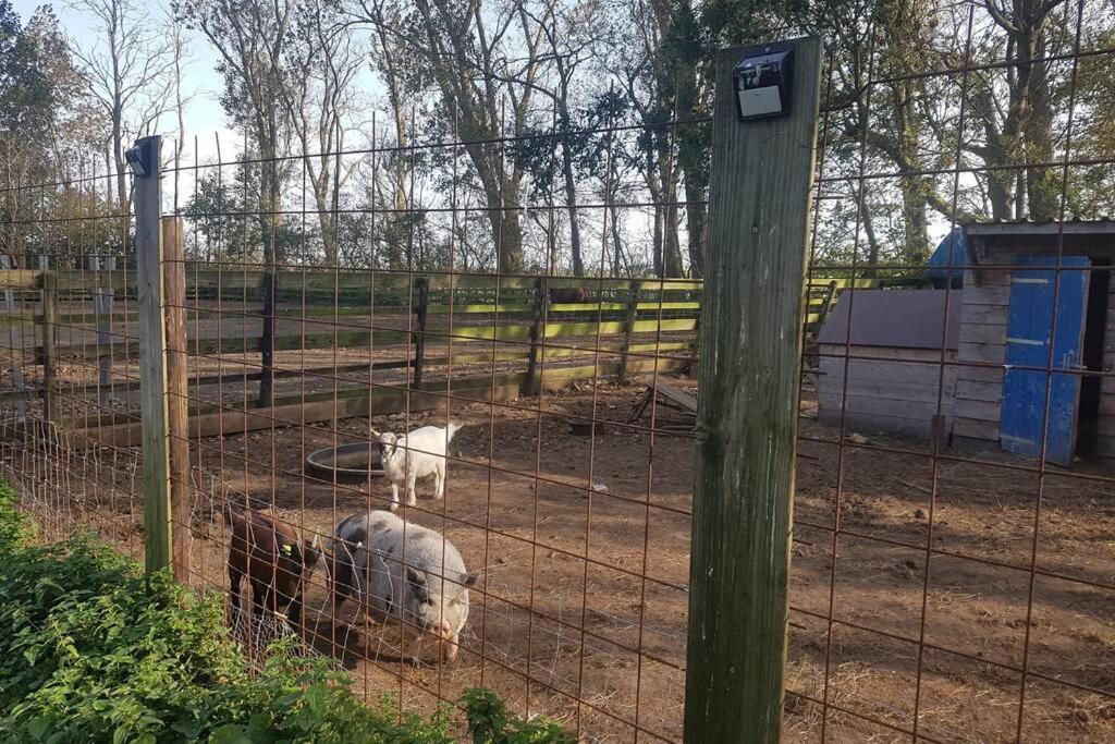 B&B Hoeve Dijkstal Logeren Op De Boerderij Sint Maarten Zewnętrze zdjęcie