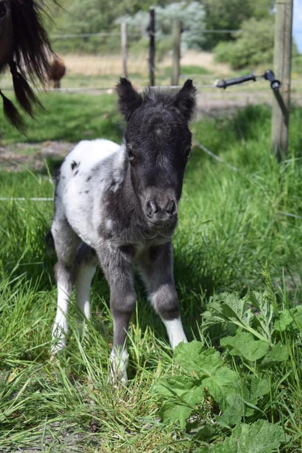 B&B Hoeve Dijkstal Logeren Op De Boerderij Sint Maarten Zewnętrze zdjęcie